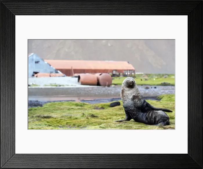 Framed Print : Picture No. 11675950 Framed Print : Picture No. 11675950