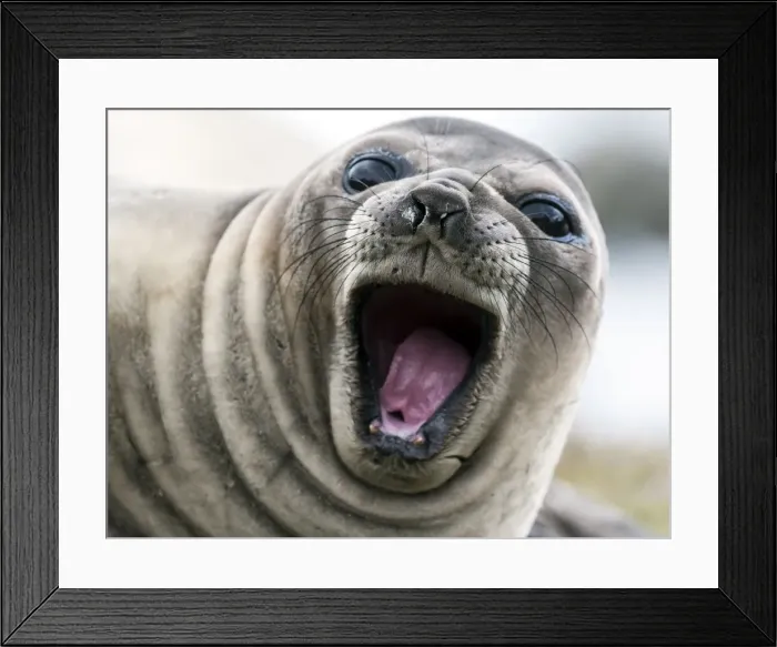 Framed Print : Picture No. 11675952 Framed Print : Picture No. 11675952