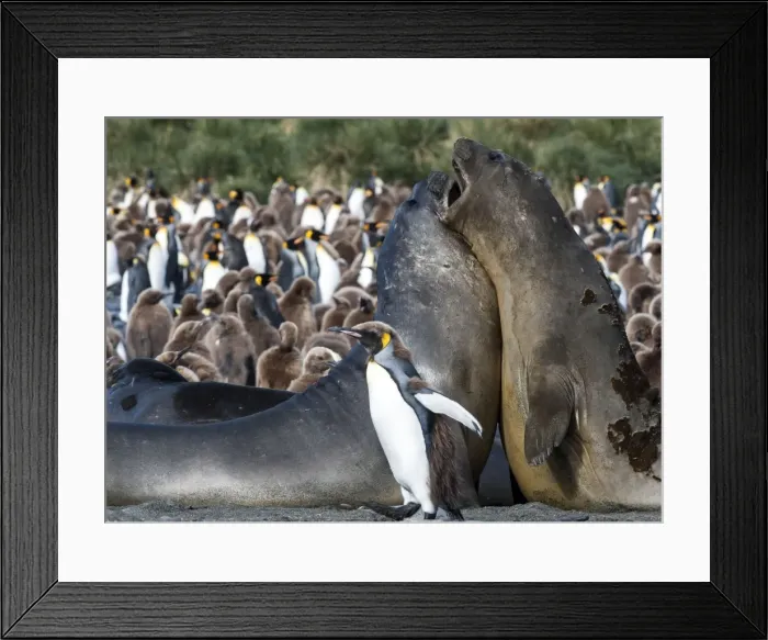 Framed Print : Picture No. 11675957 Framed Print : Picture No. 11675957