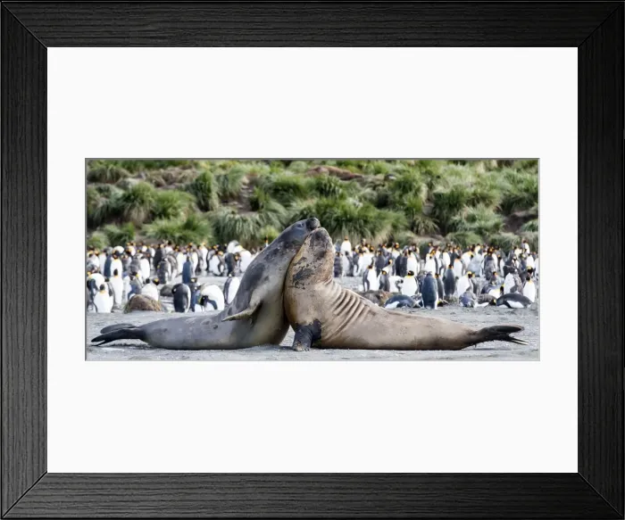 Framed Print : Picture No. 11675955 Framed Print : Picture No. 11675955