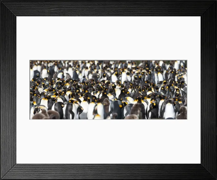 Framed Print : Picture No. 11675959 Framed Print : Picture No. 11675959