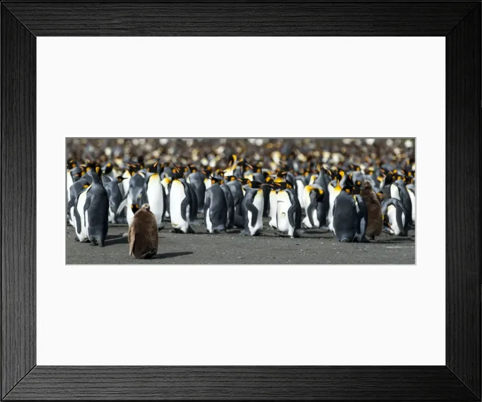 Framed Print : Picture No. 11675963 Framed Print : Picture No. 11675963