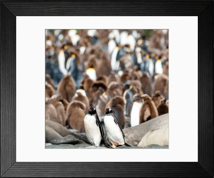 Framed Print : Picture No. 11675964 Framed Print : Picture No. 11675964