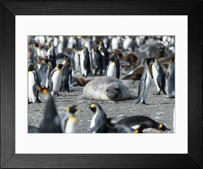 Framed Print : Picture No. 11675962 Framed Print : Picture No. 11675962