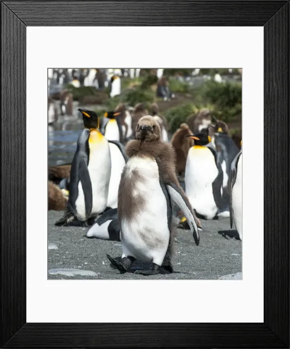 Framed Print : Picture No. 11675966 Framed Print : Picture No. 11675966