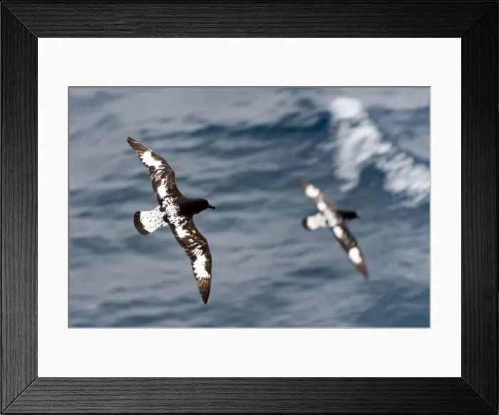Framed Print : Picture No. 11675970 Framed Print : Picture No. 11675970