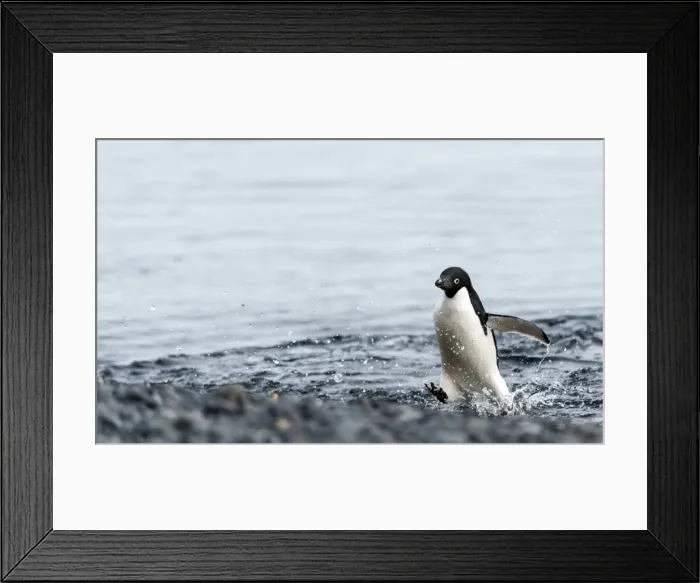 Framed Print : Picture No. 11675980 Framed Print : Picture No. 11675980