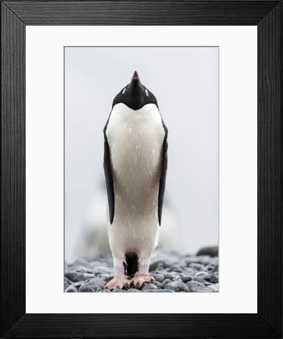 Framed Print : Picture No. 11675984