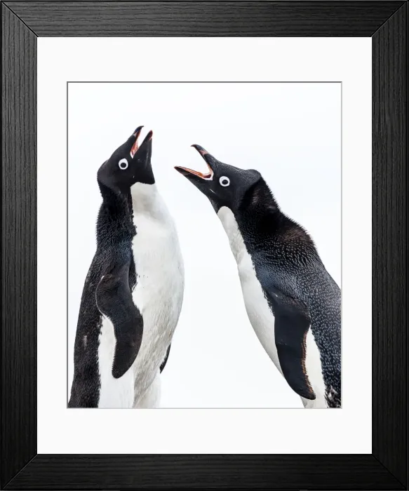 Framed Print : Picture No. 11675986 Framed Print : Picture No. 11675986