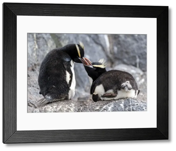 Framed Print : Picture No. 11675988 Framed Print : Picture No. 11675988