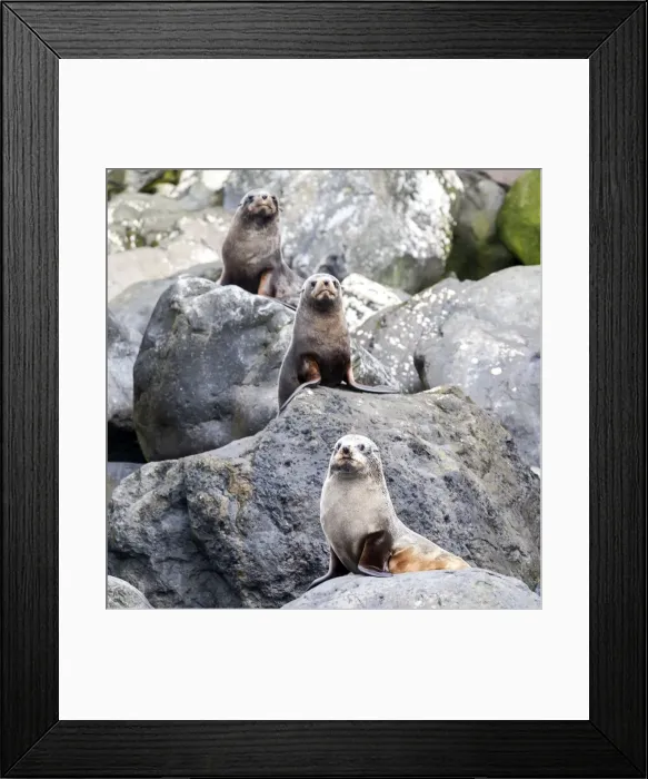 Framed Print : Picture No. 11675987 Framed Print : Picture No. 11675987