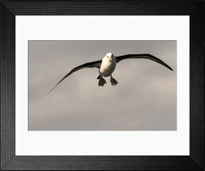 Framed Print : Picture No. 11675990 Framed Print : Picture No. 11675990