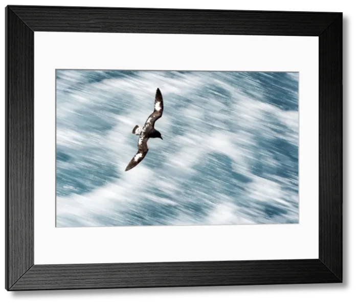 Framed Print : Picture No. 11675989 Framed Print : Picture No. 11675989