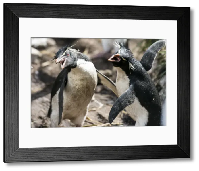Framed Print : Picture No. 11675995 Framed Print : Picture No. 11675995