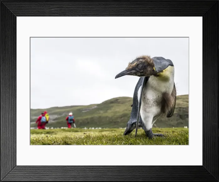 Framed Print : Picture No. 11675997 Framed Print : Picture No. 11675997