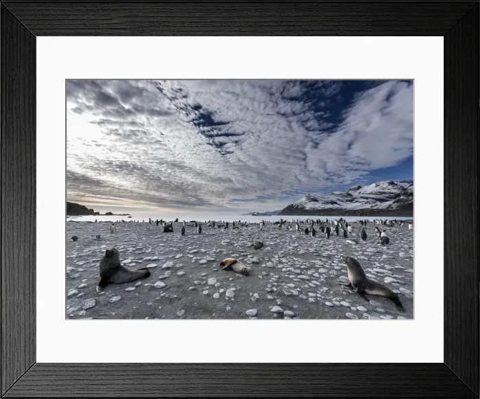 Framed Print : Picture No. 11675998 Framed Print : Picture No. 11675998