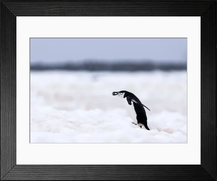 Framed Print : Picture No. 11676002 Framed Print : Picture No. 11676002