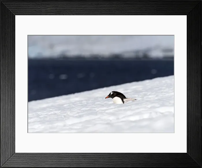 Framed Print : Picture No. 11676004