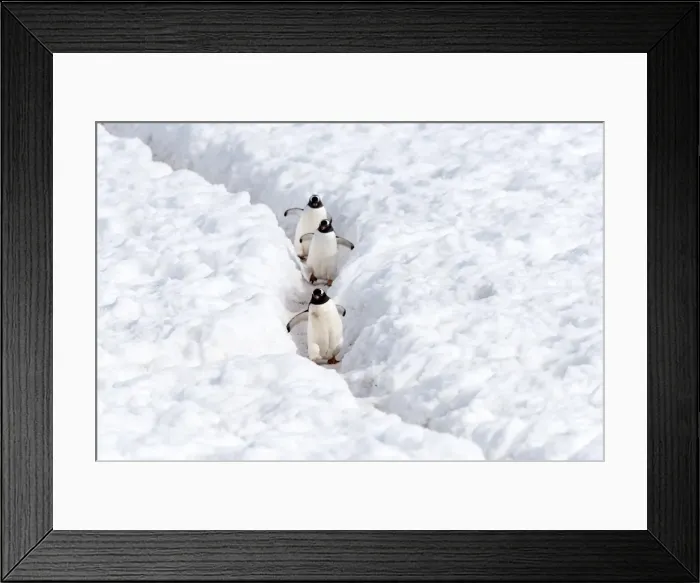 Framed Print : Picture No. 11676005 Framed Print : Picture No. 11676005