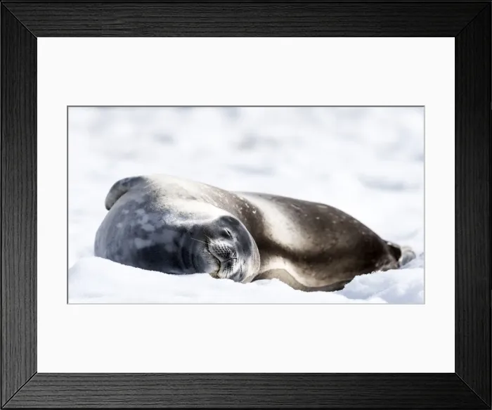 Framed Print : Picture No. 11676007 Framed Print : Picture No. 11676007