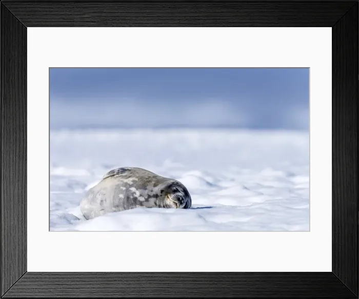 Framed Print : Picture No. 11675685 Framed Print : Picture No. 11675685