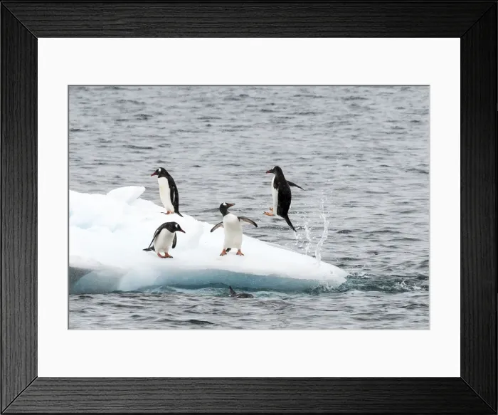 Framed Print : Picture No. 11675695 Framed Print : Picture No. 11675695