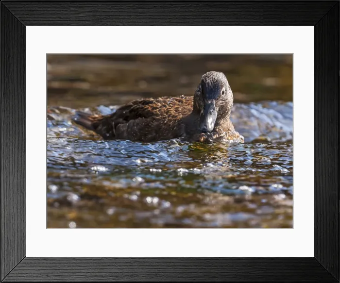 Framed Print : Picture No. 11675697 Framed Print : Picture No. 11675697