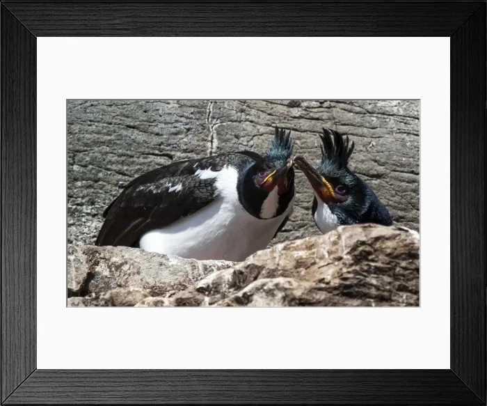 Framed Print : Picture No. 11675698 Framed Print : Picture No. 11675698