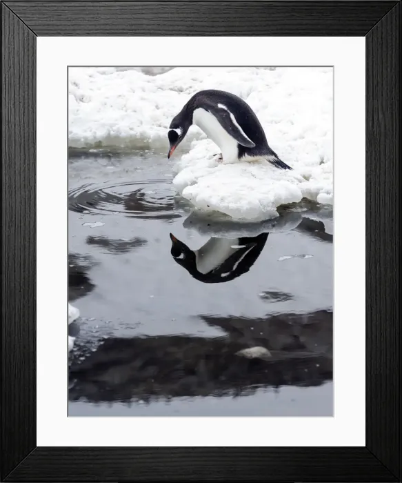 Framed Print : Picture No. 11675694 Framed Print : Picture No. 11675694