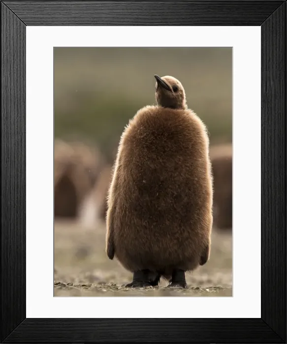 Framed Print : Picture No. 11675700 Framed Print : Picture No. 11675700