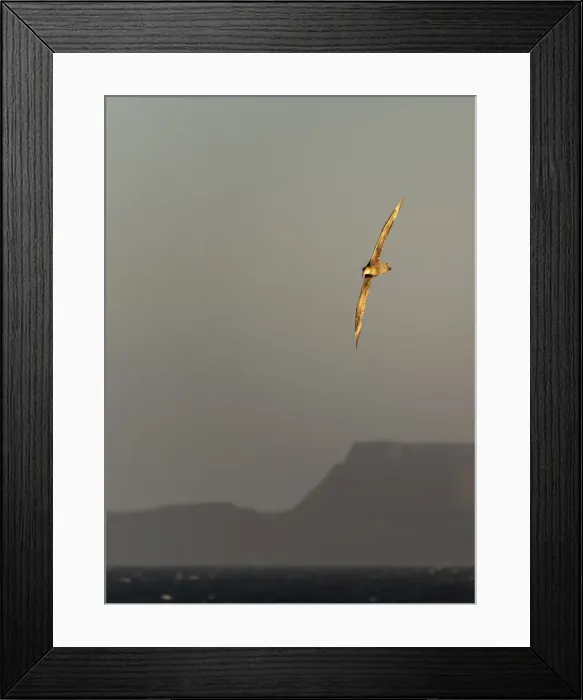 Framed Print : Picture No. 11675701 Framed Print : Picture No. 11675701