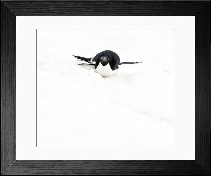 Framed Print : Picture No. 11675703 Framed Print : Picture No. 11675703