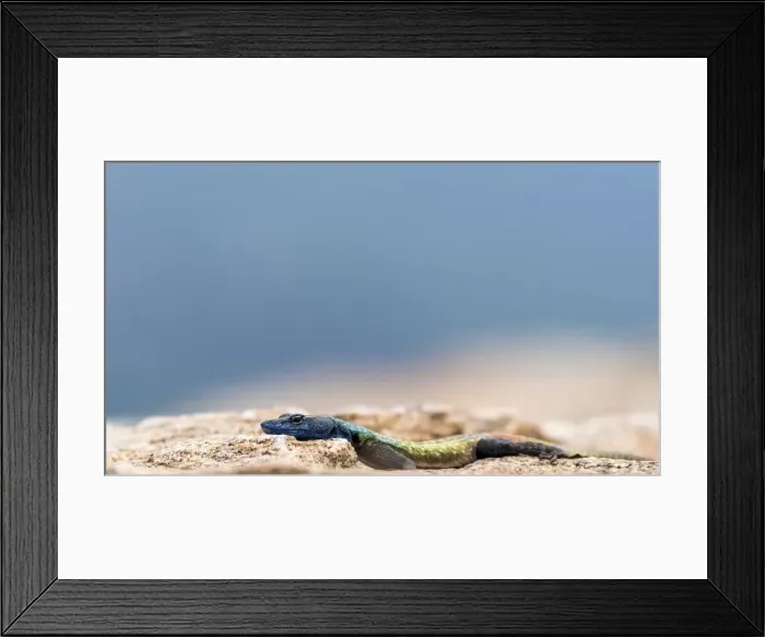 Framed Print : Picture No. 11675699 Framed Print : Picture No. 11675699