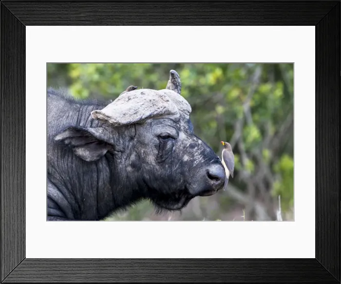 Framed Print : Picture No. 11675707 Framed Print : Picture No. 11675707