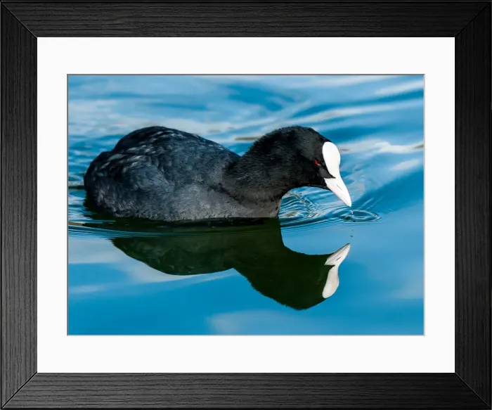 Framed Print : Picture No. 11675708 Framed Print : Picture No. 11675708