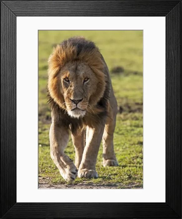 Framed Print : Picture No. 11675706 Framed Print : Picture No. 11675706