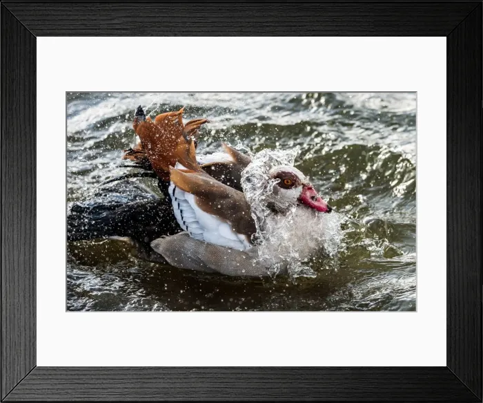 Framed Print : Picture No. 11675710 Framed Print : Picture No. 11675710