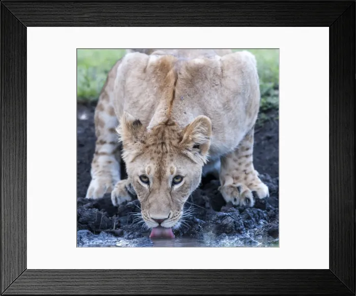 Framed Print : Picture No. 11675709 Framed Print : Picture No. 11675709