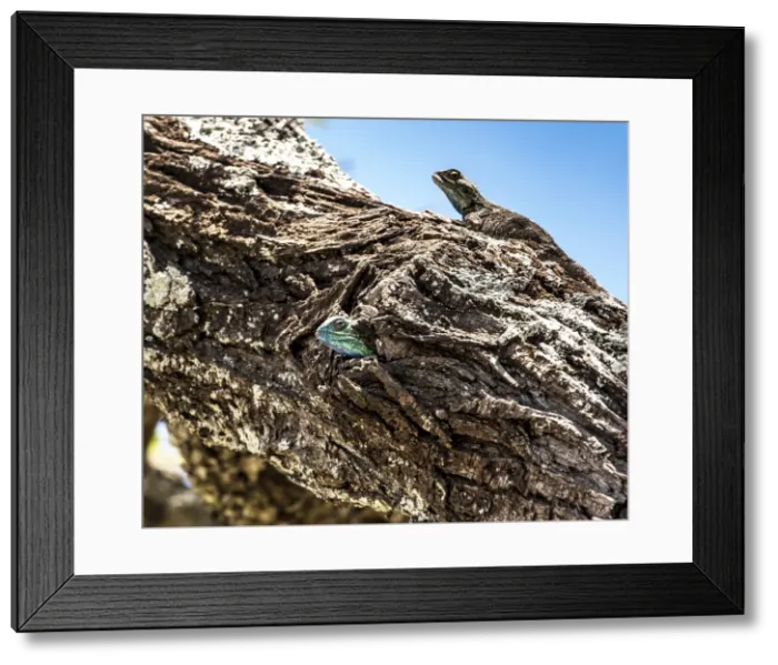 Framed Print : Picture No. 11675713 Framed Print : Picture No. 11675713