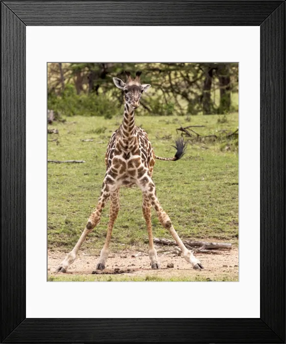 Framed Print : Picture No. 11675715 Framed Print : Picture No. 11675715