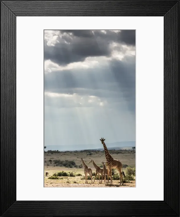 Framed Print : Picture No. 11675718 Framed Print : Picture No. 11675718