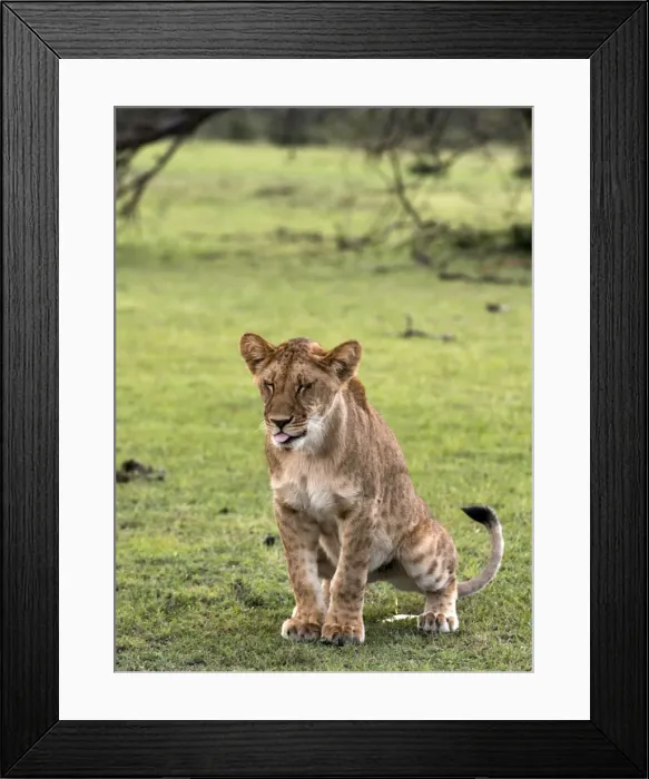 Framed Print : Picture No. 11675721 Framed Print : Picture No. 11675721