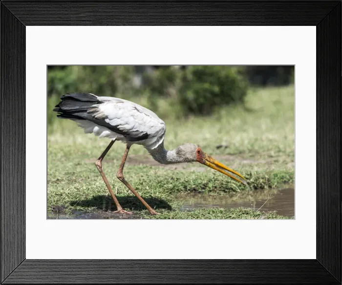 Framed Print : Picture No. 11675724 Framed Print : Picture No. 11675724