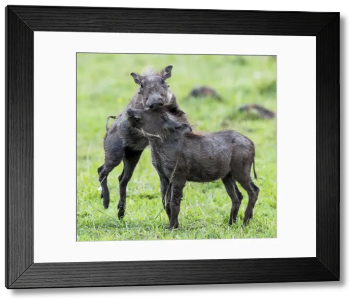 Framed Print : Picture No. 11675726 Framed Print : Picture No. 11675726
