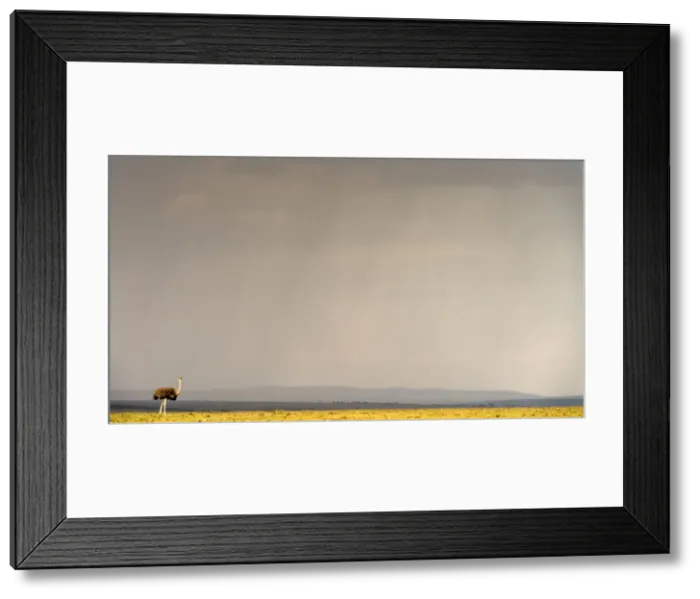 Framed Print : Picture No. 11675729 Framed Print : Picture No. 11675729