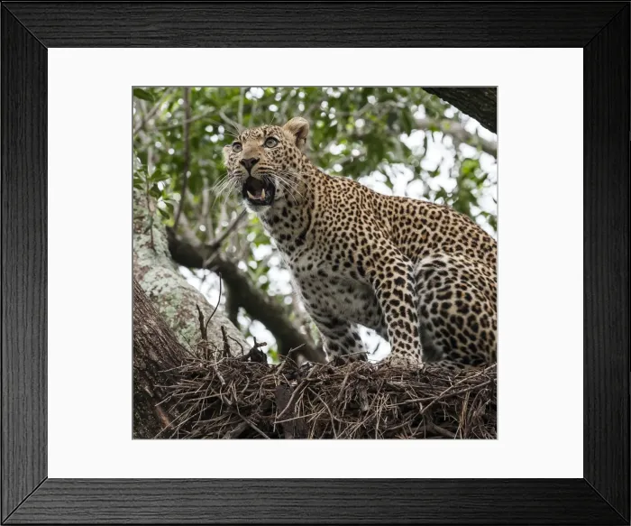 Framed Print : Picture No. 11675730 Framed Print : Picture No. 11675730