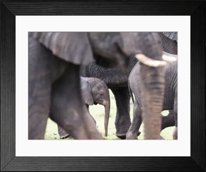 Framed Print : Picture No. 11675728 Framed Print : Picture No. 11675728