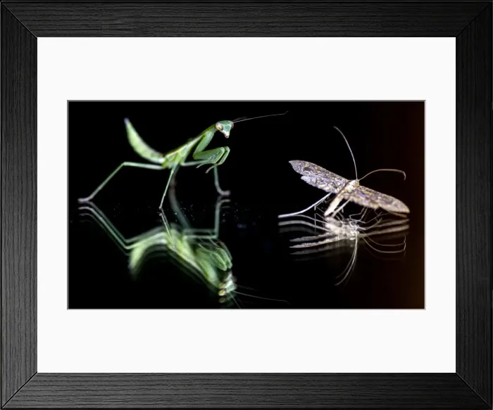 Framed Print : Picture No. 11675734 Framed Print : Picture No. 11675734