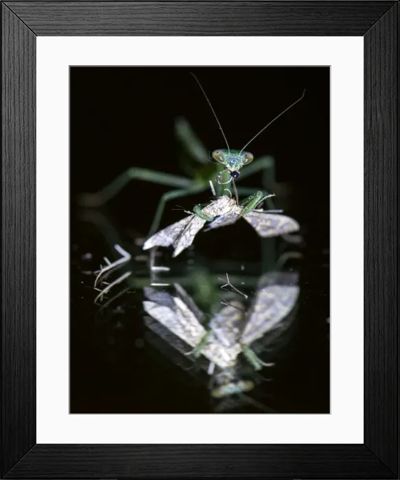 Framed Print : Picture No. 11675735 Framed Print : Picture No. 11675735
