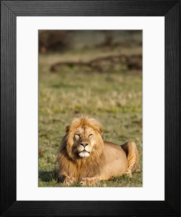 Framed Print : Picture No. 11675739 Framed Print : Picture No. 11675739